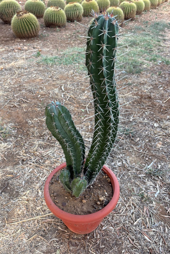 Stenocereus stellatus cactus - -,