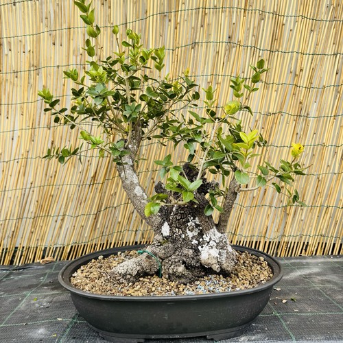 Phillirea yamadori bonsai - yamadori,