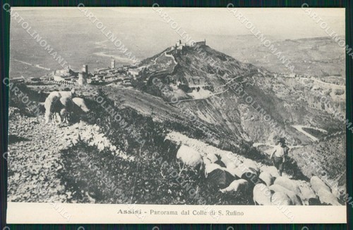 Perugia assisi gregge pecore - assisi,