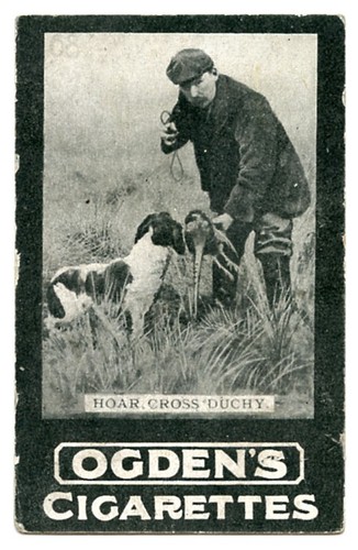 Springer spaniel watt s - c, watt's
