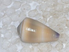 CONUS FLAVIDUS UNCOMMON