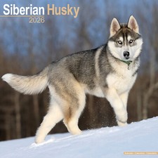 Calendario Siberian Husky 2026
