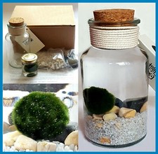 Kit Acquario MARIMO Alga Cladophora Pianta Palla Giapponese Portafortuna Amore