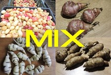 Antico mix iniziale tubero