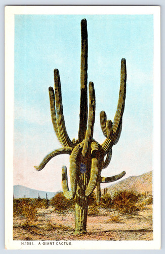 Arizona giant cactus desert - cactus,