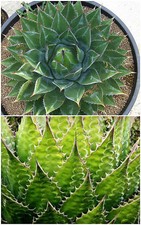 50 semi di agave montana