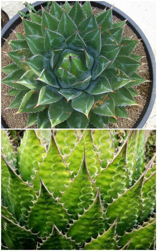 Semi agave montana - 50, di