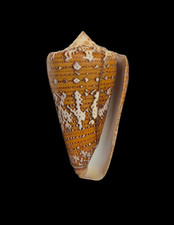 Conchiglia Shell CONUS
