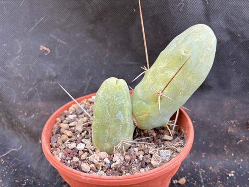 Bridgesii monster cactus - t.,