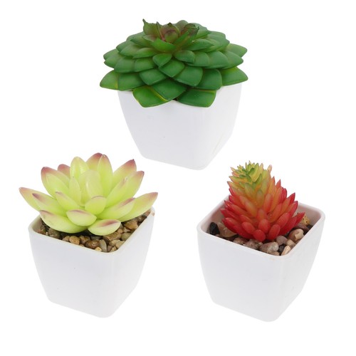 Pcs piantine grasse finte - ,