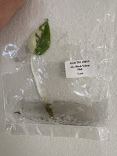 Rare Alocasia & Philodendron