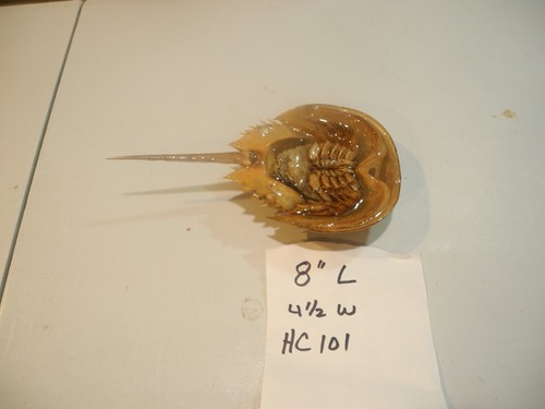 Granchio ferro cavallo - a,