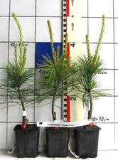 Pinus strobus "Stowe Pillar"