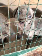 Splendidi cuccioli di cane