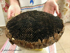 GIRASOLE GIGANTE DAI SEMI NERI, GIANT SUNFLOWER WITH BLACK SEEDS, 10 SEMI SCELTI