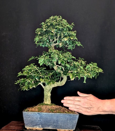 Bonsai ligustro cinese - bonsai,