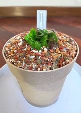 Cephalotus follicularis