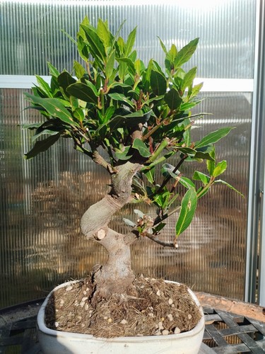 Bonsai laurus nobilis - bonsai,