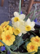 10 lampadine miste di narciso