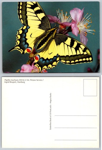Cartolina papilio machaon coda - machaon,