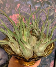 3 Medusa Air Plants Tillandsia