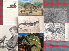 § RETTILI, 7 CART. 1920/1970 - CAMALEONTI, TARTARUGHE, SERPENTI