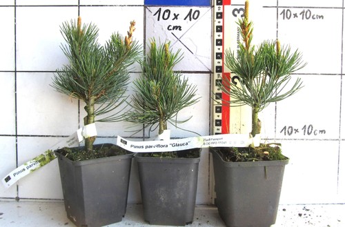 Pinus parviflora glauca - parviflora, +glauca+