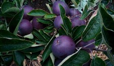 Mela Malus Domestica cult 10 semi freschi da piantare Diamante Nero + REGALO