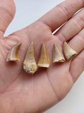 Lotto 5 Denti di Mosasauro -