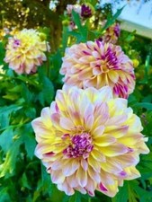 DS 1848XZ Dahlia Snoho Doris