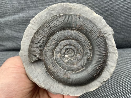 Dactylioceras tenuicostatum