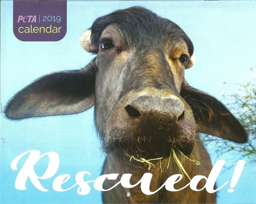 Calendario parete 2019 peta - 2019,