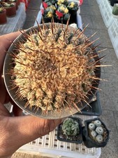 Golden spine high velvet