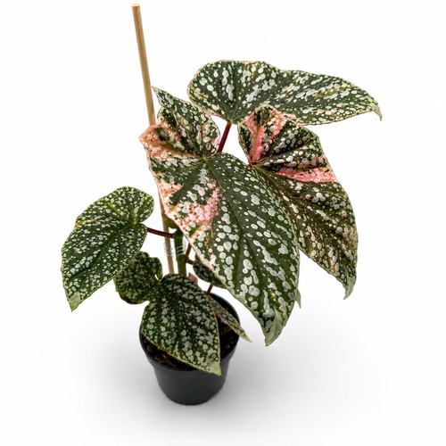 Begonia snowcap pink variegata - pink,