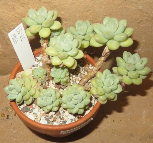 Pachyphytum gomma da - gomma,