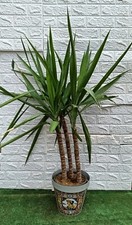 Tris jucca elefantina - jucca,