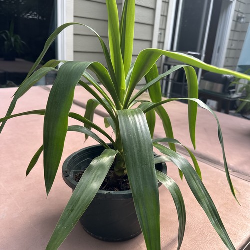 Yucca plant live - yucca,