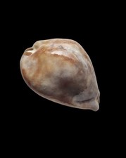 SHELL CONCHIGLIA CYPRAEA TRONA STERCORARIA mm.73,7 "like a stone" SENEGAL