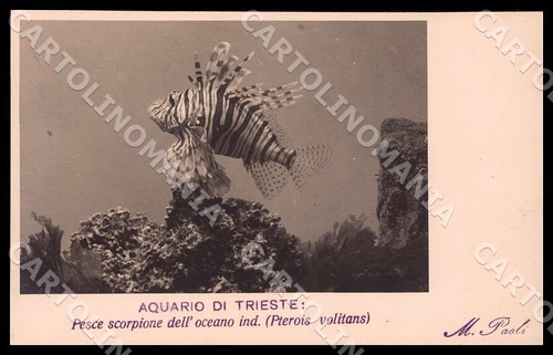 Trieste città acquario - acquario, pesce