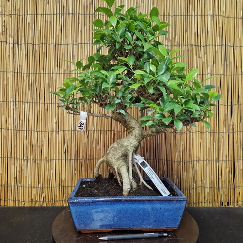 Bonsai ficus 50cm - h,