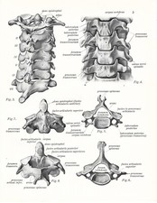 Stampa antica ANATOMIA