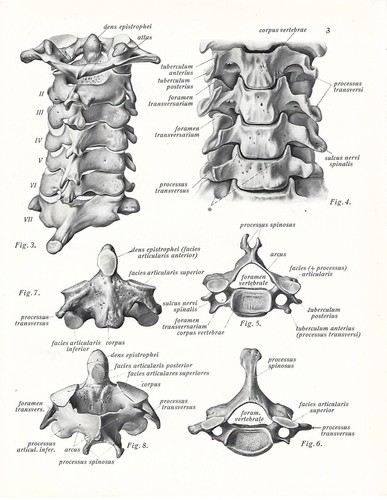 Stampa antica anatomia - stampa,