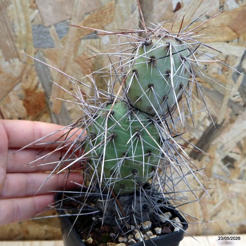 Opuntia sulphurea vaso cm - opuntia, 7