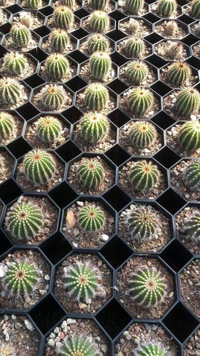 Pezzi uebelmannia bellissime - 3,