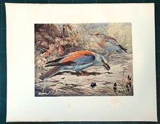 Stampa antica UCCELLI GHIANDAIA MARINA Coracias garrulus 1911 Antique print