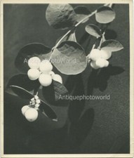 Bianco Bacche Ramo Antico