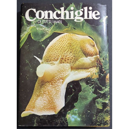 Conchiglie tutti mari - conchiglie, i