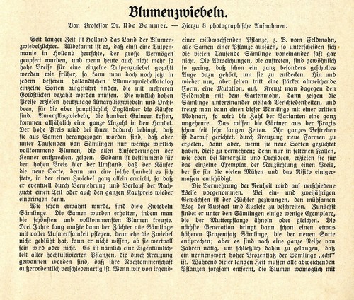 Prof udo dammer bulbo - dammer,