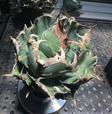 Vaso 12 cm Agave titanota