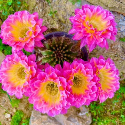 Pianta succulenta cactus - pianta,